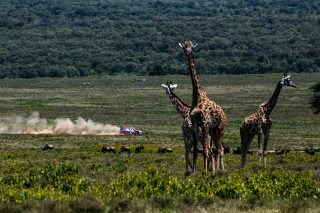 Ott Tanak - Rally Safari Kenya 2023
